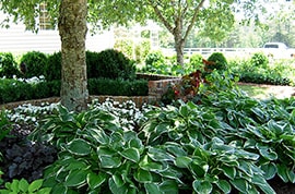 iç mekan bitki dış mekan bitki